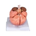 بازی آموزشی مدل مولاژ مغز انسان مدل 4Parts کد A4عمده فروشی تهران اصفهان اصفهان