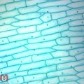 مجموعه نمونه آماده ۵۰ عددی میکروسکوپی برسر