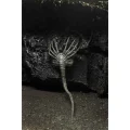 اکشن فیگور الین Alien Giger برند نکا