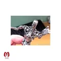 اکشن فیگور ترمیناتور T-2 اندوسکلتون | Endoskeleton | از فیلم ترمیناتور برند اورجینال mafex